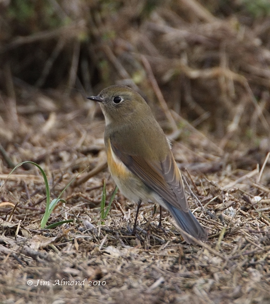 Red flanked Bluetail Burnham Overy 11 10 10  IMG_2547